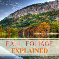 Fall Foliage Title Square